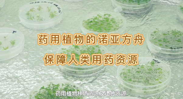 药用植物的诺亚方舟，保障人类药用资源