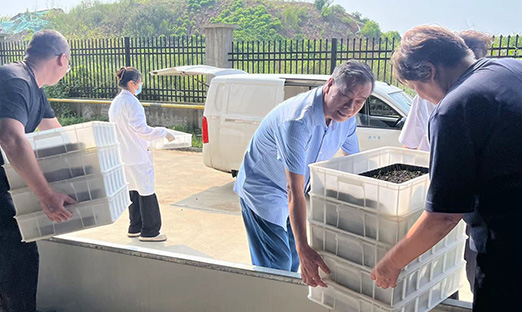 振兴国家种业，BBIN宝盈集团红薯种苗正式转向大田